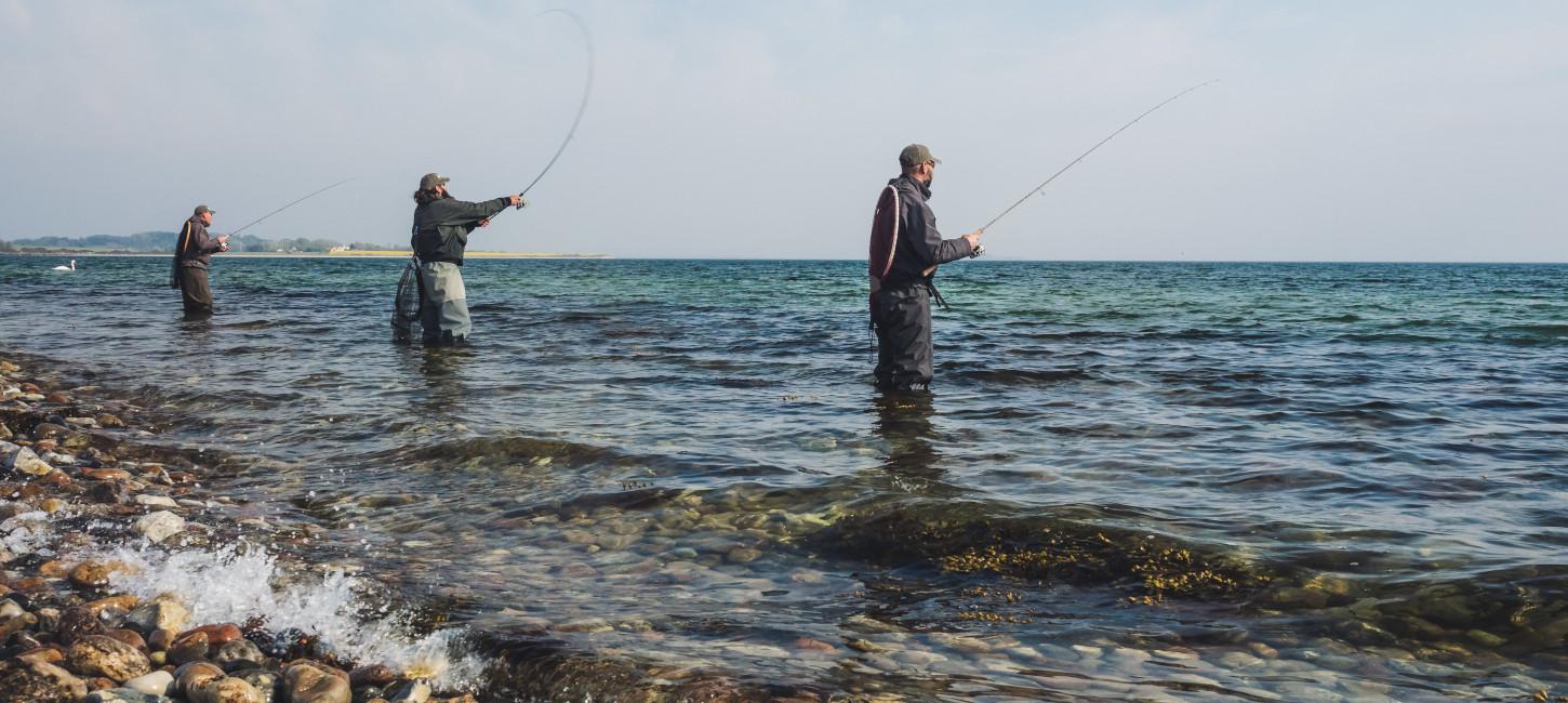 Havørred | Lystfiskeri | Sydfyn | Avernakø | Lyø | Bjørnø | Fiskepladser | Overnatning