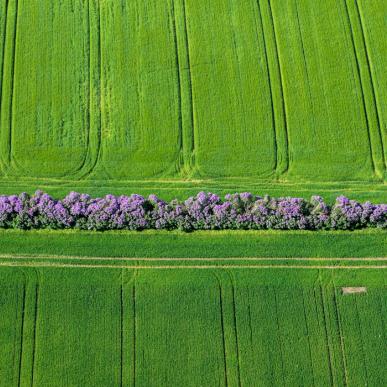 Sydfynske | Syrendage | Maj | Faaborg