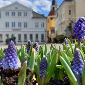 Osterferien in Faaborg mit Perlhyazinthen und Blick auf das Faaborg Klokketorn